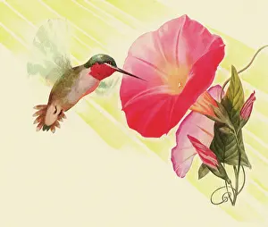 Feeds: Hummingbird Feeds