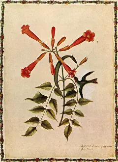 Vint: Hummingbird, Flora