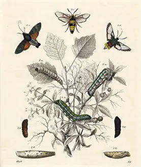 Clearwing: Hummingbird hawk-moth, broad-bordered bee