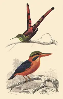 Perching: A Hummingbird and a Kingfisher