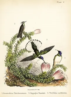Ornithologist: Hummingbird species