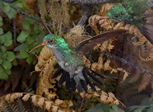 Trochilidae: Hummingbird specimen