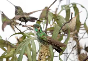 Trochilidae: Hummingbird specimen
