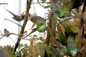 Trochilidae: Hummingbird specimen