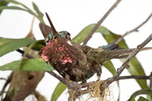 Trochilidae: Hummingbird specimen