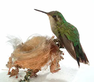 Trochilidae: Hummingbird specimen