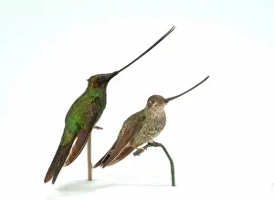 Trochilidae: Hummingbird specimen