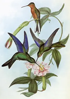 Nectar: Hummingbirds