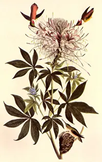 Rufous: Hummingbirds