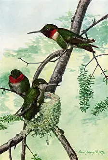 Agassiz: Hummingbirds