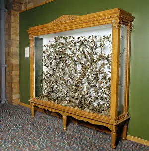 Trochilidae: Hummingbirds in a cabinet