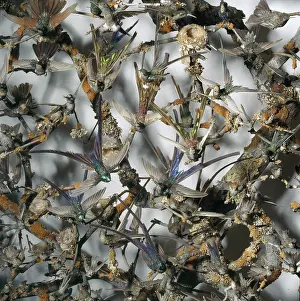 Trochilidae: Hummingbirds in a cabinet