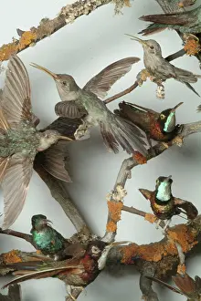 Trochilidae: Hummingbirds in a cabinet