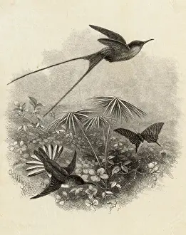Whymper: Hummingbirds by Charles Whymper
