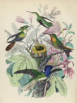 Trochilus: Four hummingbirds with chicks in a nest
