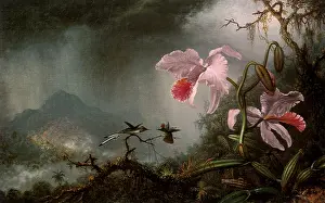 Heade: Hummingbirds and Orchids