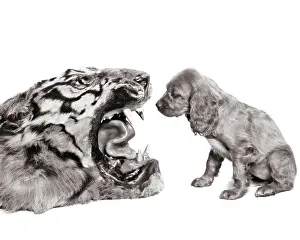 Pooch: Humorous Image of Cocker Spaniel Puppy Staring