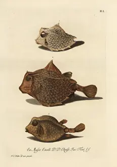Cornutus: Humpback turretfish 1, 2, and smooth trunkfish 3