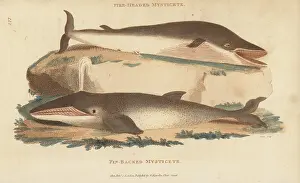 G. Kearsley: Humpback whale and fin whale