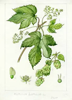 Bentham: Humulus lupulus - common hop