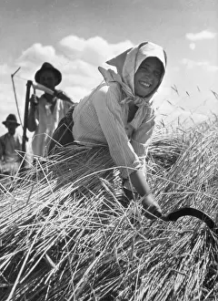 Scything: HUNGARIAN HARVEST
