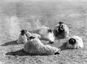 Fleeces: HUNGARIAN HERDSMEN