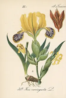 Variegata: Hungarian iris, Iris variegata