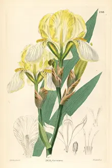 Variegata: Hungarian iris, Iris variegata