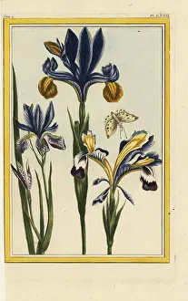 Chinoiserie: Hungarian iris, Iris variegata