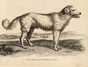 Villosus: Hungarian Pumi sheepdog
