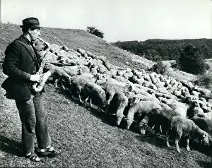 Complain: Hungarian shepherd playing the saxophone to his sheep