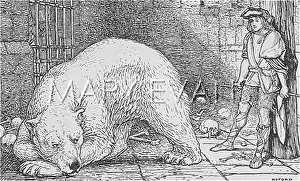 Subdued: HUNGRY BEAR SUBDUED