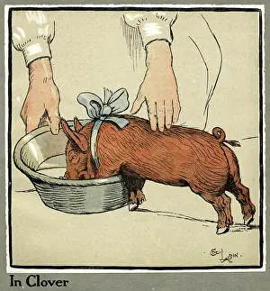 Piglet: Hungry Peter as a growing piglet drinking from a bowl