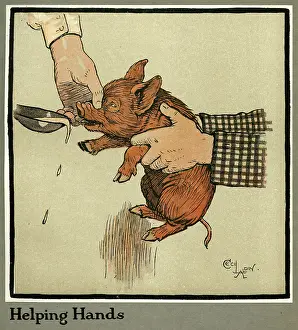 Hungry Peter the pig, as a young piglet