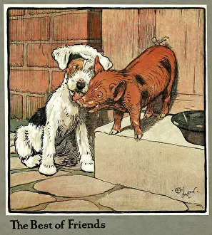 Lick: Hungry Peter as a piglet makes friends with a dog