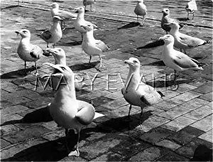 Squawking: HUNGRY SEAGULLS