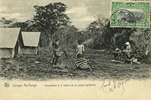Katanga: Hunt camp - Congo - Zebra Hunting