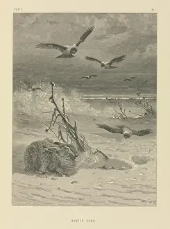 Corvidae: Hunted Down