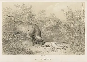 Eyeball: HUNTER AND BUFFALO