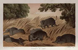 Trampled: Hunter trampled by elephant, Sri Lanka