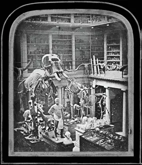 Hunterian: Hunterian Collection