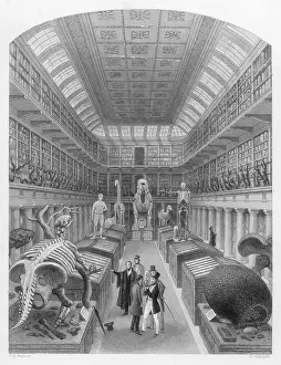 Surgeons: HUNTERIAN MUSEUM