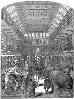 Hunterian: Hunterian Museum, the Royal College of Surgeons