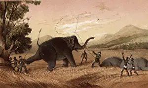 Lassoo: Hunters attempting to trap an elephant, Sri Lanka