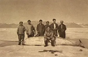 Narwhale: Hunters and captured narwhal - North Canada