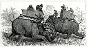Reluctant: TWO HUNTERS AND TIGER 1875