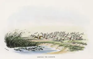 Veldt: HUNTING ANTELOPE
