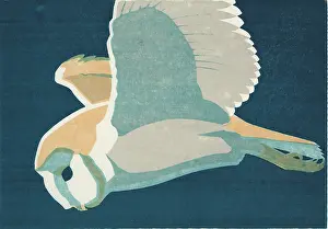 Hunting Barn Owl