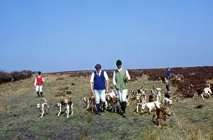Brayford: Hunting with beagles, Brayford, North Devon