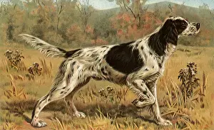 Smells: Hunting Dog